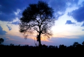 IIP Online Student Photography